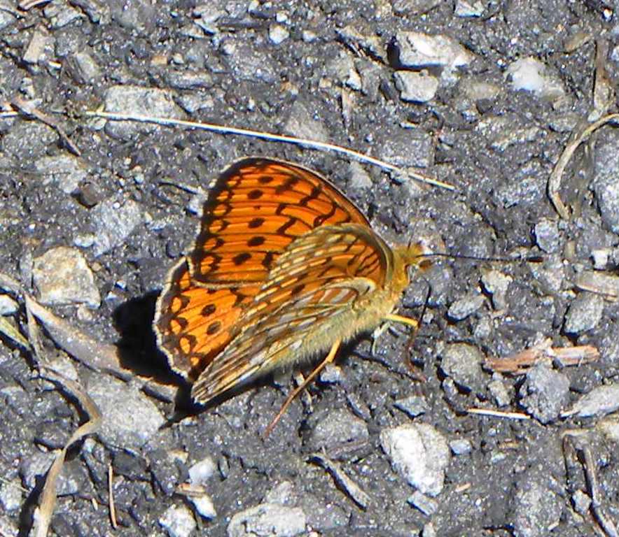 farfalla da identificare